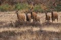 2018-09-21 Nationaal Park de Hoge Veluwe